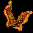phenix.jpg (65106 octets)